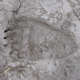 Image for article titled Bears are Not Subtle